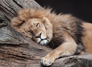 LionSleeping